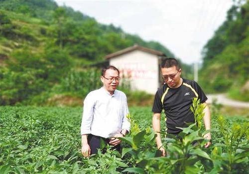 云阳泥溪如何“逆袭”？三峡腹地深度贫困山乡的智慧农业发展路
