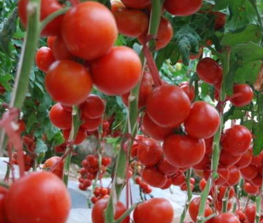 它是最适合老年人食用的蔬菜！记住这个方法新鲜的有机蔬菜吃不完