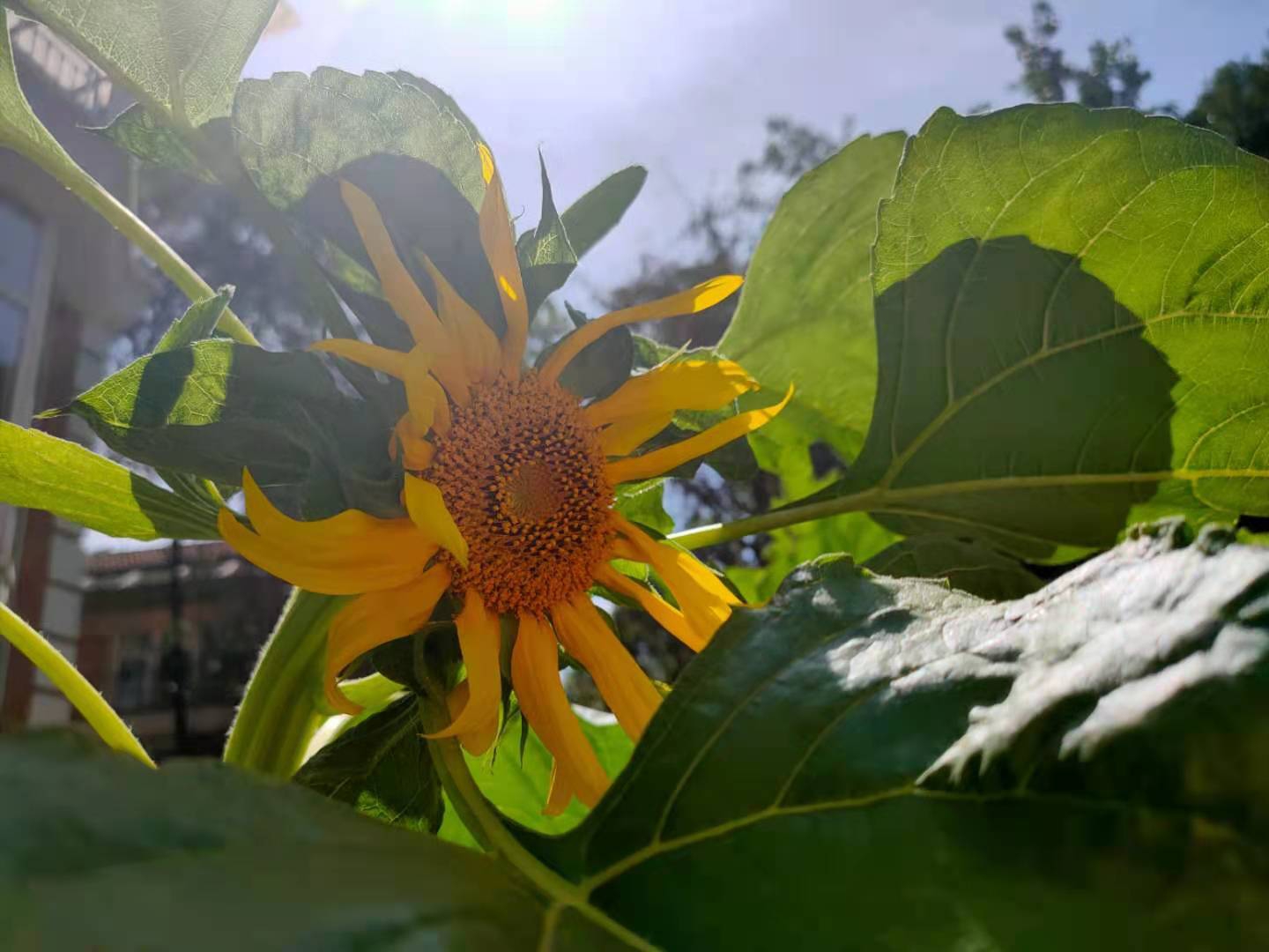 六月向日葵招着小手