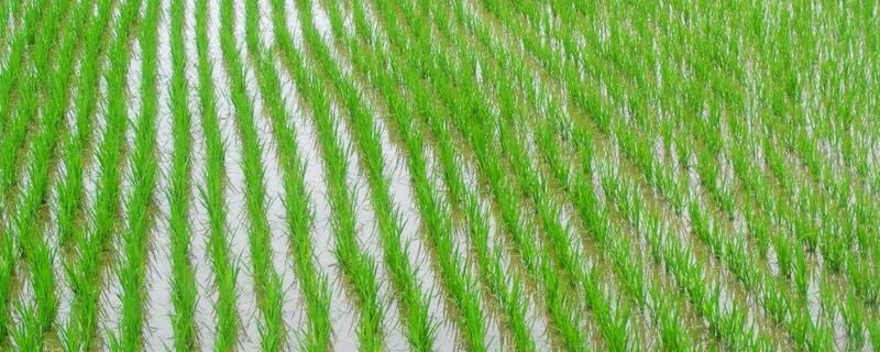 水稻的种植方法！